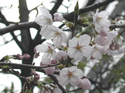 �T���炫��