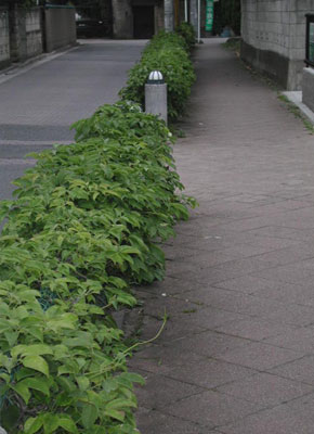 �A�P�r�̐A������