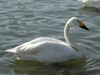 スワン