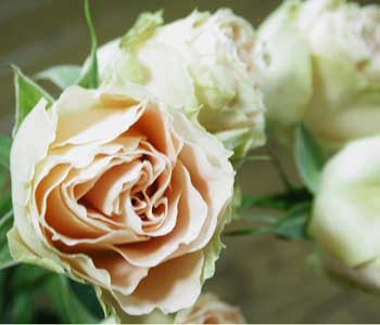 �A���e�B�[�N���[�X