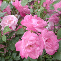 �c���o��