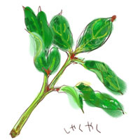 �V���N���N�̗t