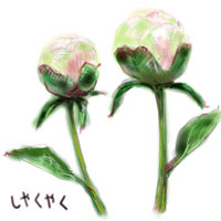 シャクヤクつぼみ