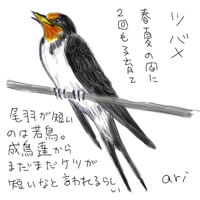 ツバメ