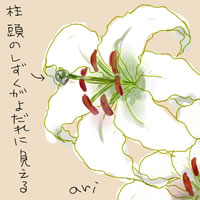 オリエンタルリリー