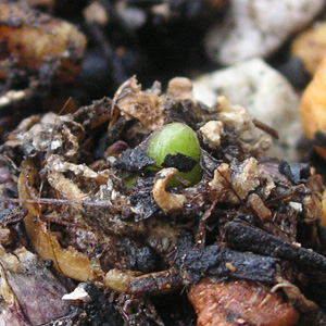 �q���V���X