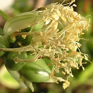 �}���n�P�I���g