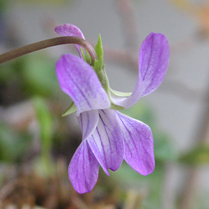 �R�X�~���T�N��