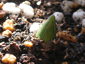 �q���V���X