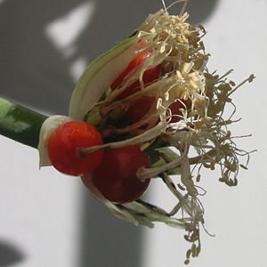 �}���n�P�I���g�̎�