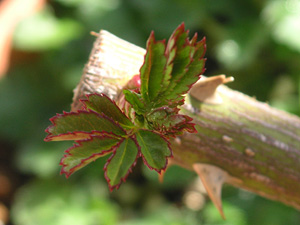 �r���S���C�f�B�����h