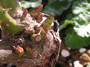 �r���S���C�f�B�����h