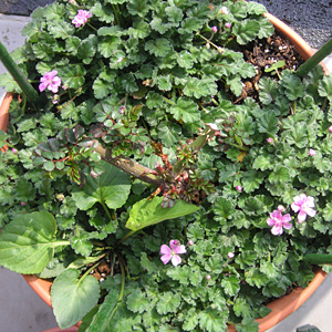 �q���t�E���\�E