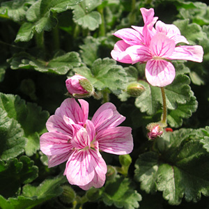 �q���t�E���\�E