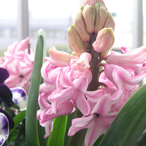 �q���V���X�s���N