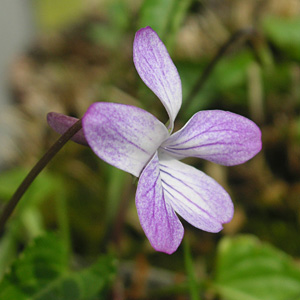 �R�X�~���T�N��