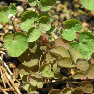 �o�C�J�J���}�c