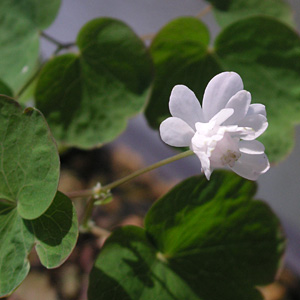 �o�C�J�J���}�c