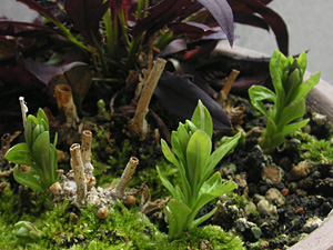 �`���E�W�\�E