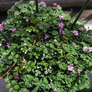 �q���t�E���\�E