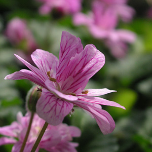 ヒメフウロソウ