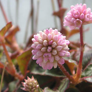 �q���c���\�o