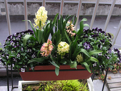 �q���V���X