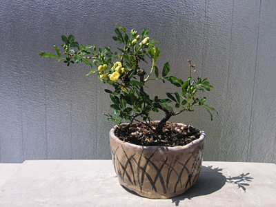 �����b�R�E�o��