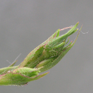 �����Q���[�Y