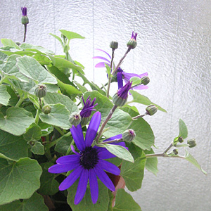 �T�C�l���A