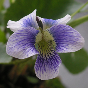 �h���X�~��