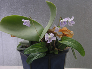 �}���n�P�I���g