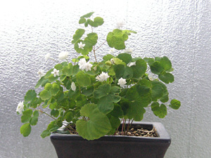 �o�C�J�J���}�c