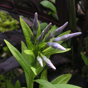 �`���E�W�\�E