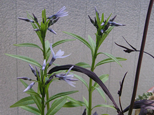 �`���E�W�\�E