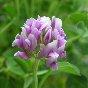 �J�g���A�N���[�o�[