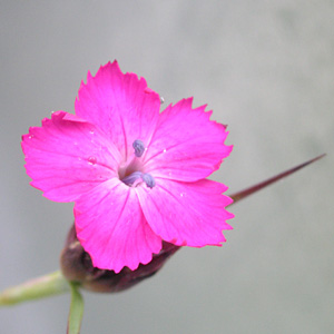 ���p�[�c�s���N