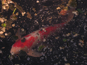 �c�����䉑