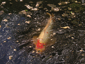 �c�����䉑