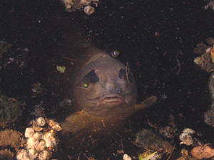 �c�����䉑