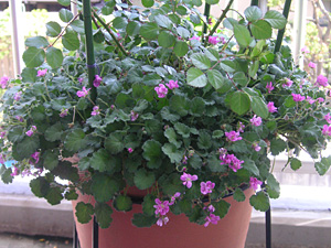 �q���t�E���\�E