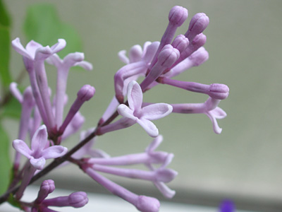 �P���C���b�N