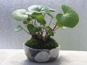 ホタルツワブキ