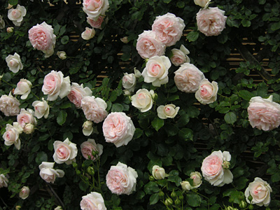 �u�����E�s�G�[���E�h�D�E�����T�[��