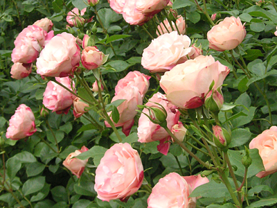 アクロポリス・ロマンティカ