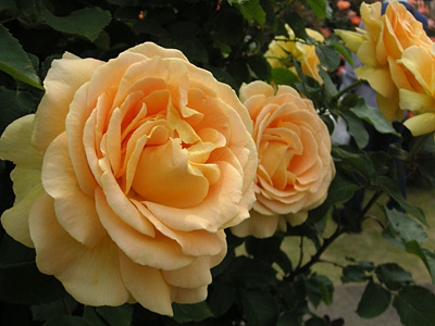 �n�j�[�E�u�[�P