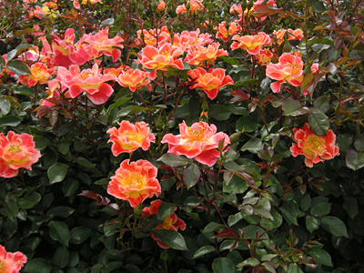 �z�b�g�E�t�@�C���[