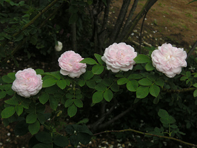 �{���{���E�u�����E�p���t�F