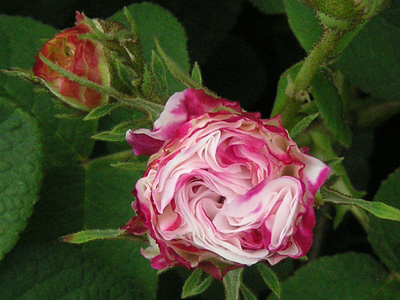 �}���[�E���C�[�Y