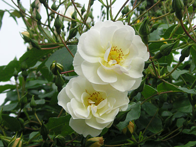 �V���l�[�P�j�M��